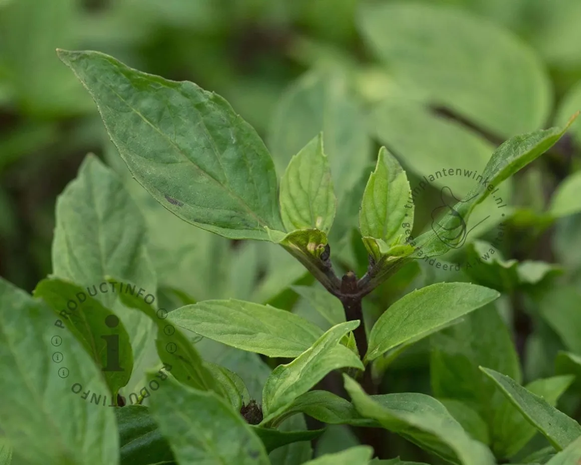 Ocimum basilicum 'Coldasil' - Puur