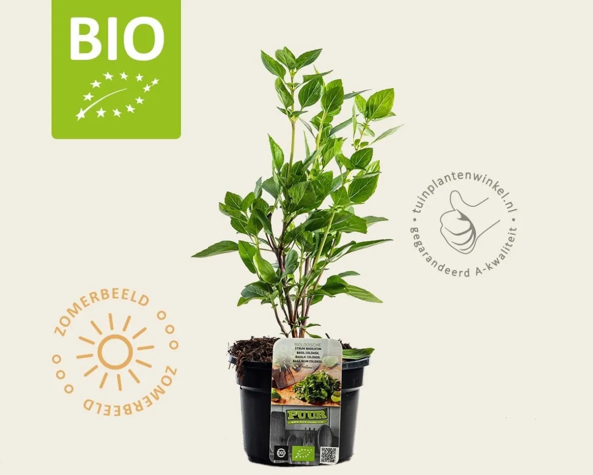 Ocimum basilicum 'Coldasil' - Puur
