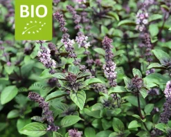 Ocimum basilicum 'Magic Blue' Puur