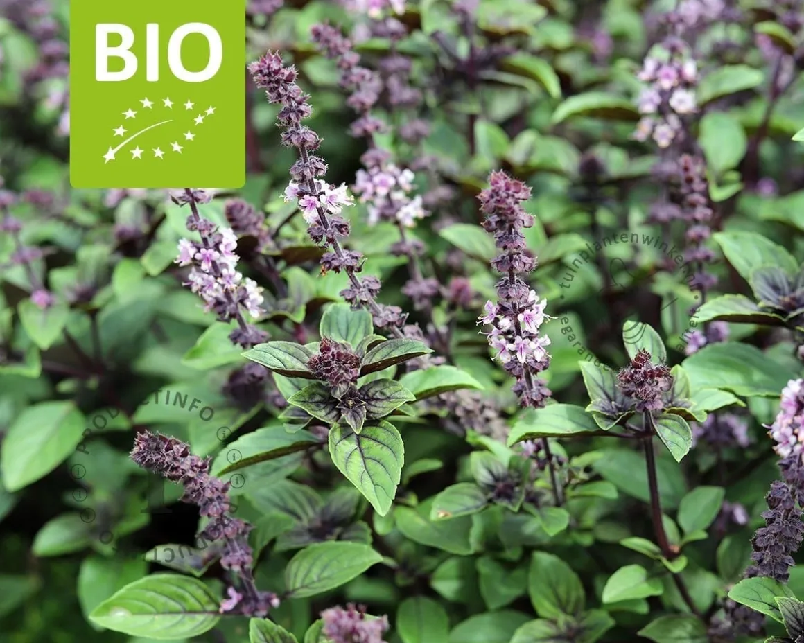 Ocimum basilicum 'Magic Blue' Puur