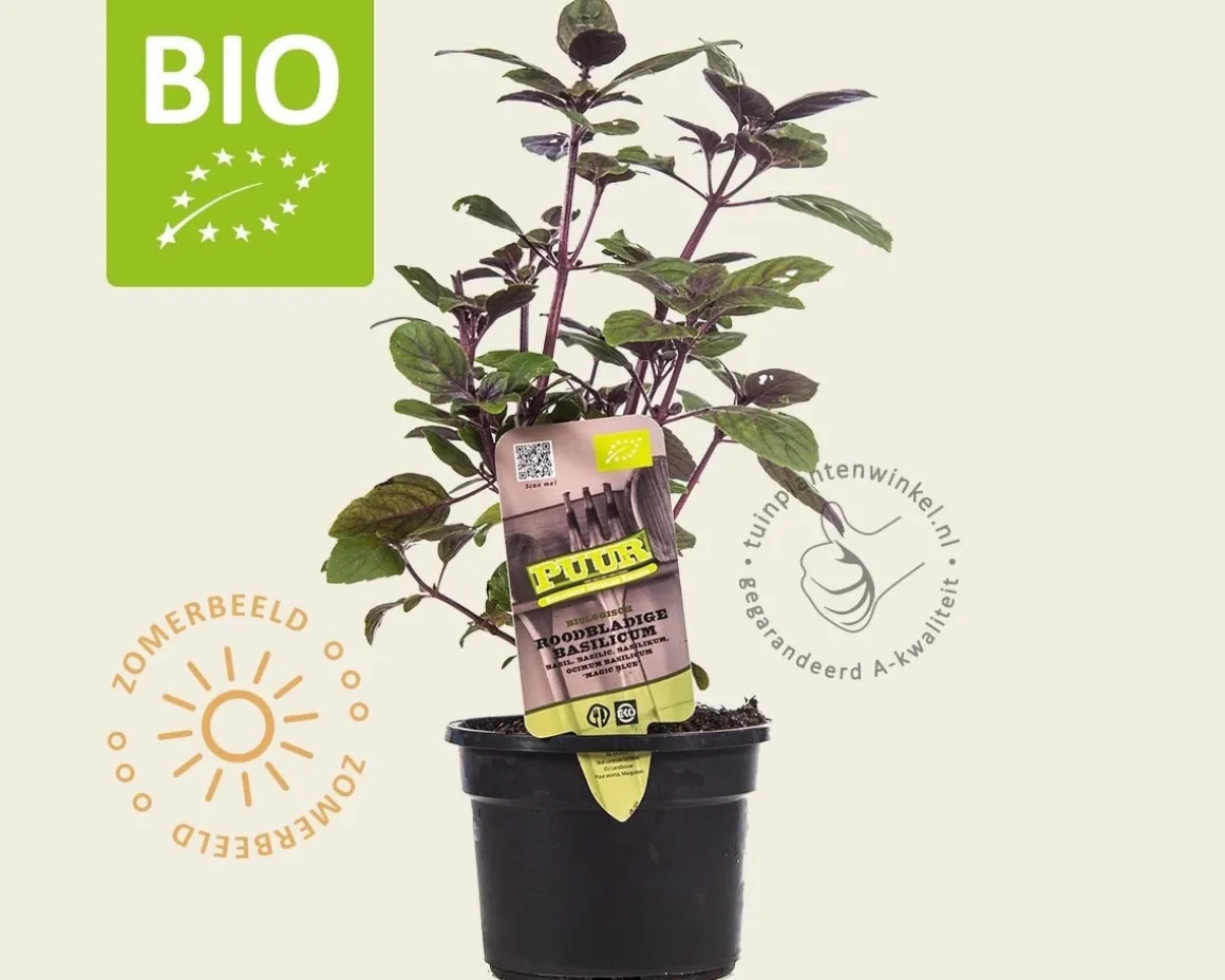 Ocimum basilicum 'Magic Blue' Puur