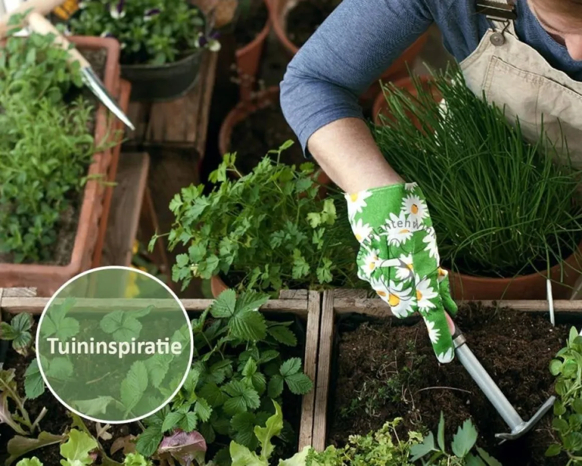 Ocimum basilicum 'Magic Blue' Puur