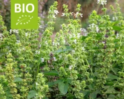 Ocimum basilicum 'Magic White' Puur