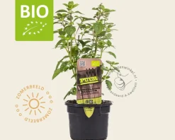 Ocimum basilicum 'Magic White' Puur