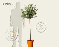 Olea europaea - 90 cm stam