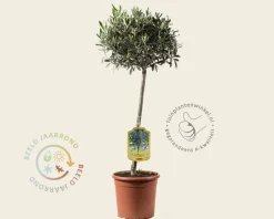 Olea europaea - 50 cm stam