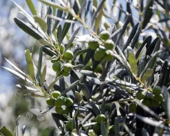 Olea europaea - 50 cm stam