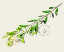 Olea europaea - 50 cm stam