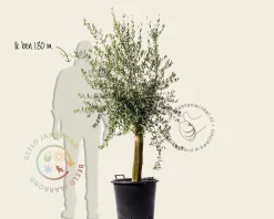 Olea europaea - gladde stam oud