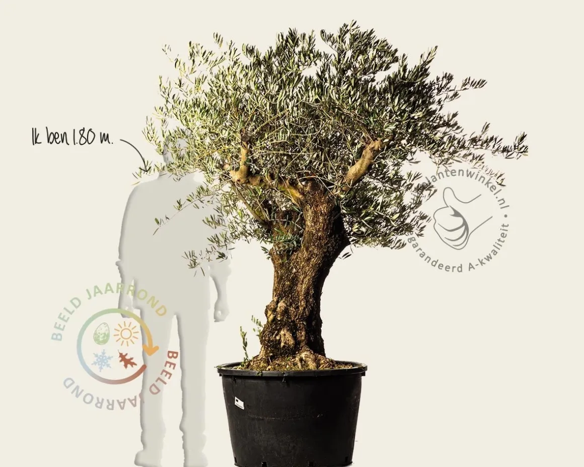 Olea europaea - kurkstam