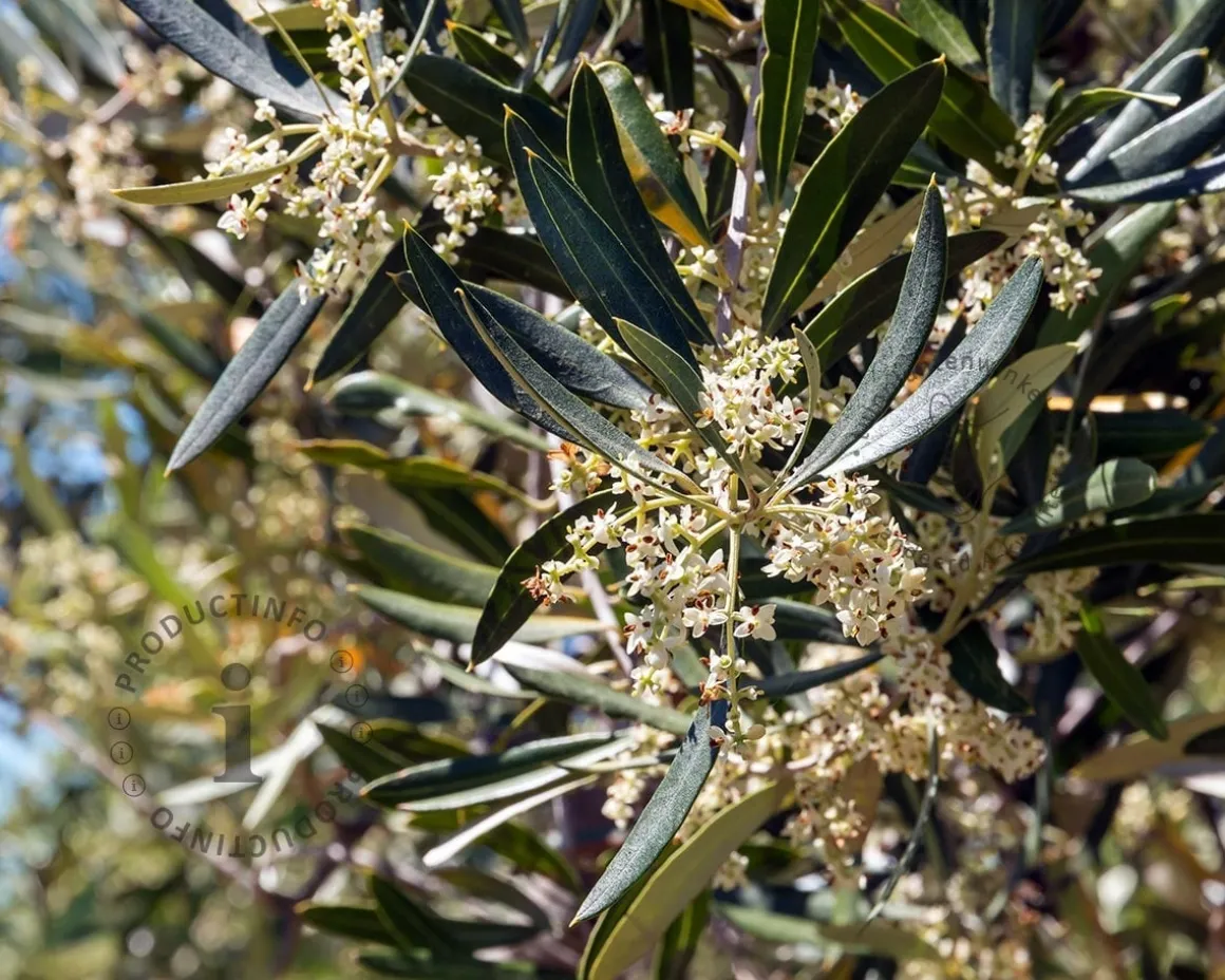 Olea europaea - kurkstam