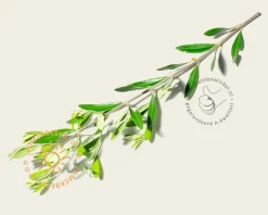 Olea europaea - kurkstam