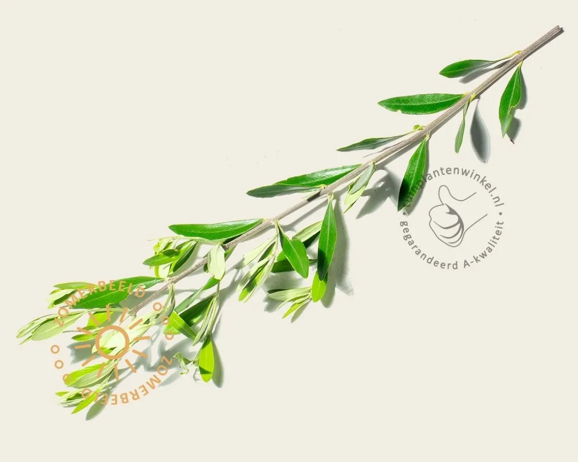 Olea europaea - kurkstam