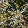 Olea europaea - mini stam