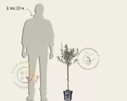 Olea europaea - mini stam