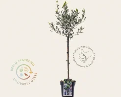 Olea europaea - mini stam