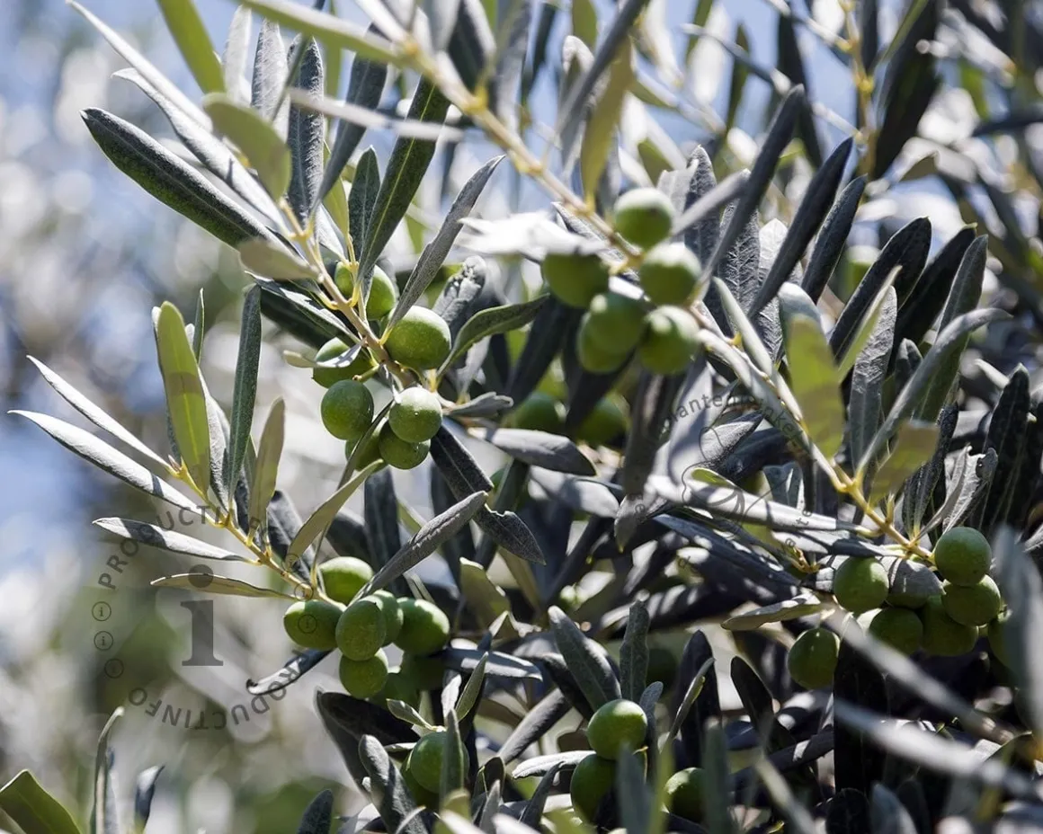 Olea europaea - mini stam