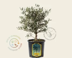 Olea europaea - struikmodel