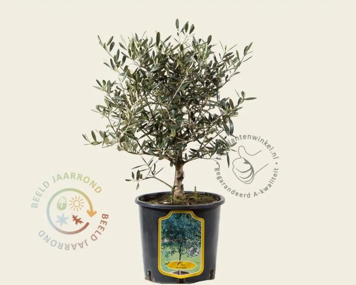 Olea europaea - struikmodel