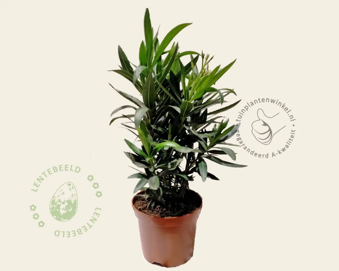 Oleander geel