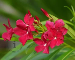 Oleander rood