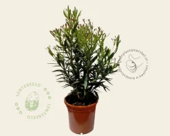 Oleander rood