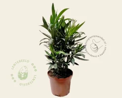 Oleander roze