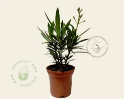 Oleander wit