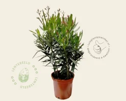 Oleander wit