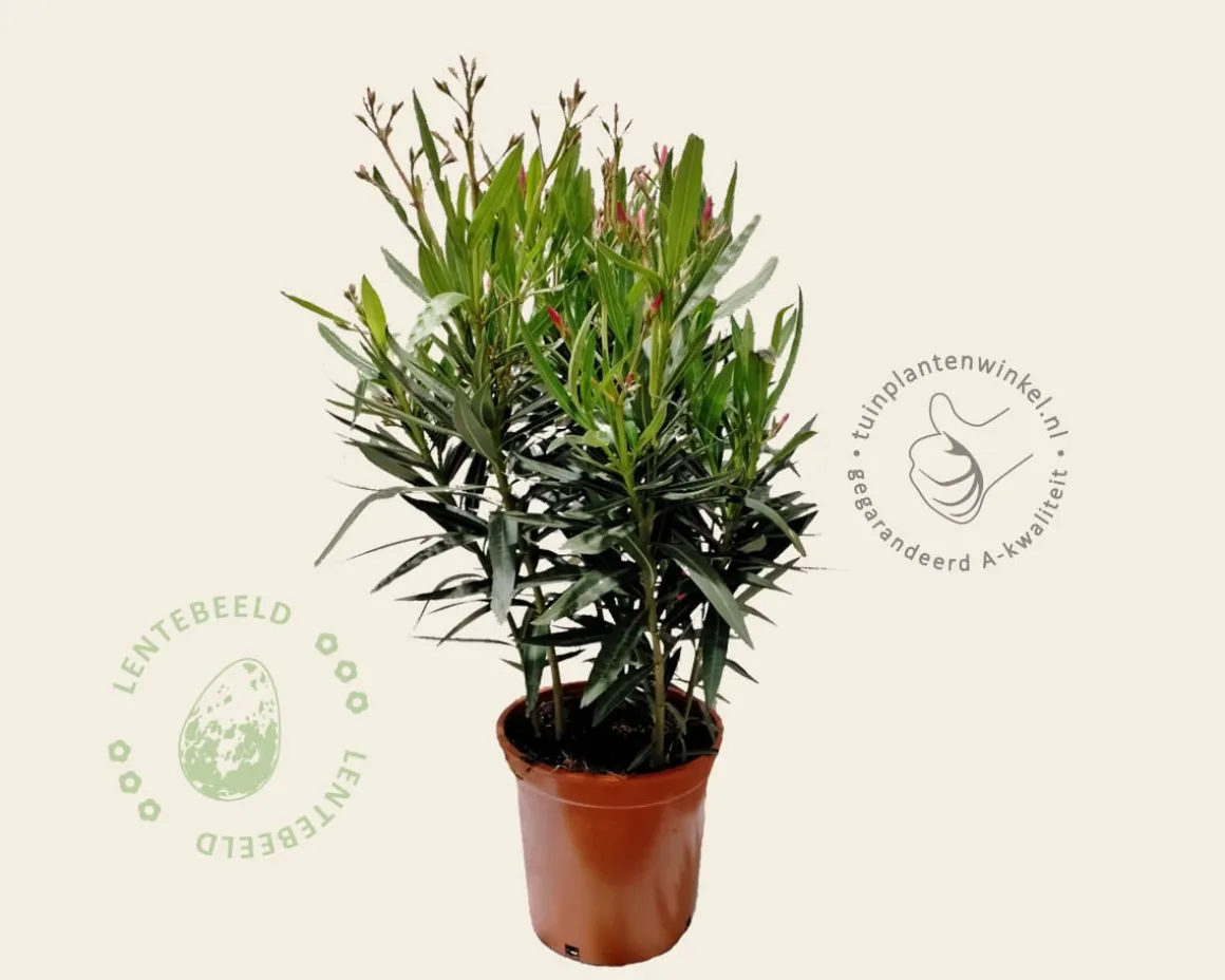 Oleander wit