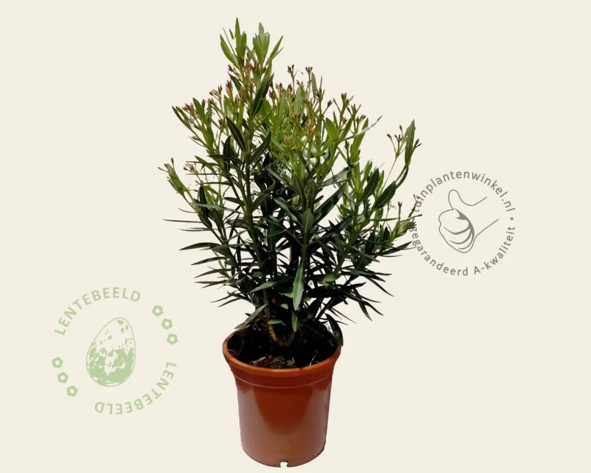 Oleander wit