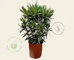 Oleander wit