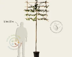 Olijfwilg leiboom - Rek 120x90 cm