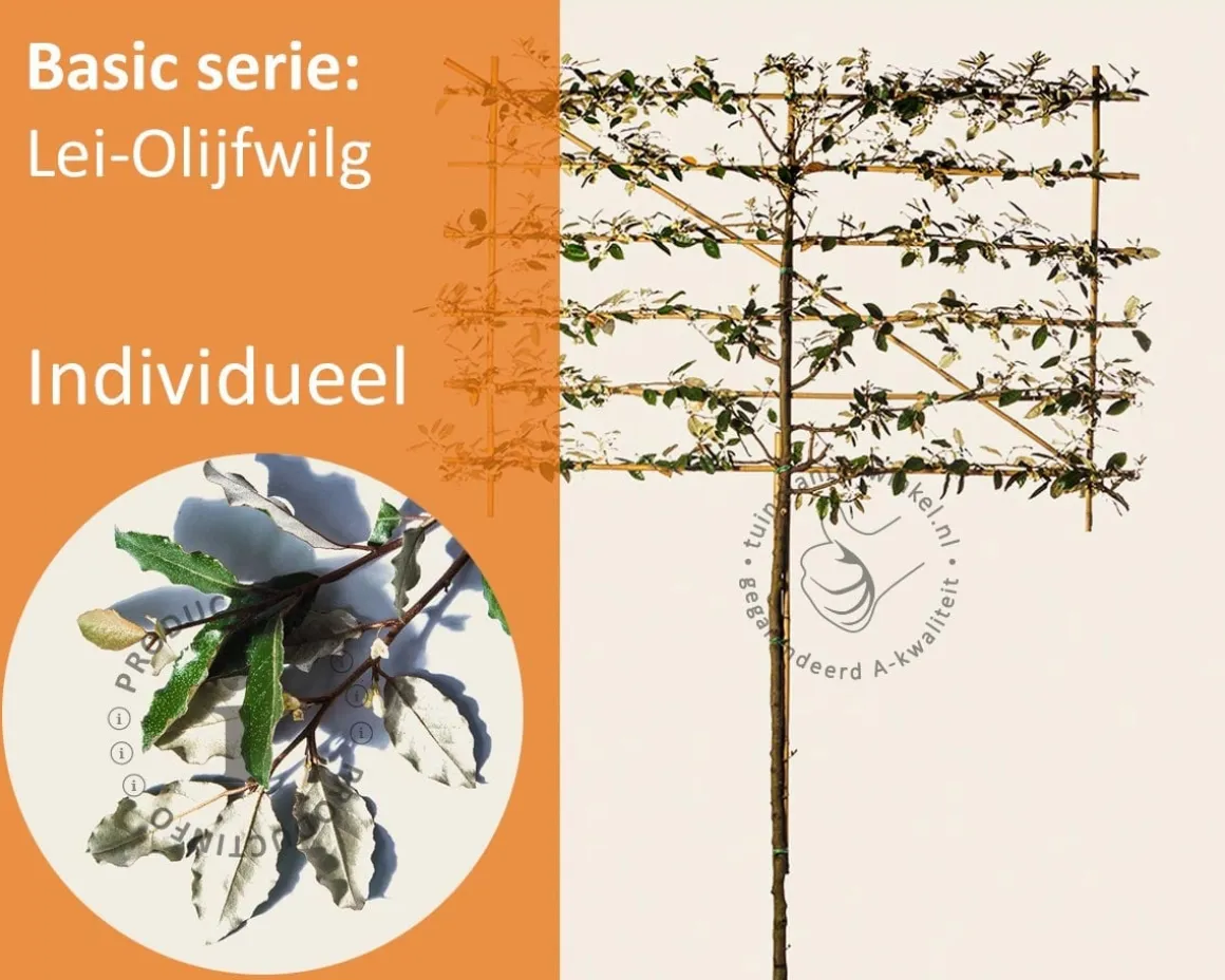 Olijfwilg leiboom - Rek 180x110 cm