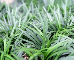 Ophiopogon japonicus