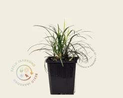 Ophiopogon japonicus