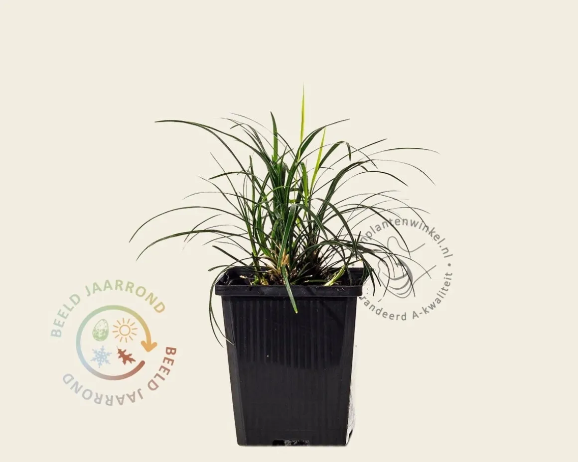 Ophiopogon japonicus