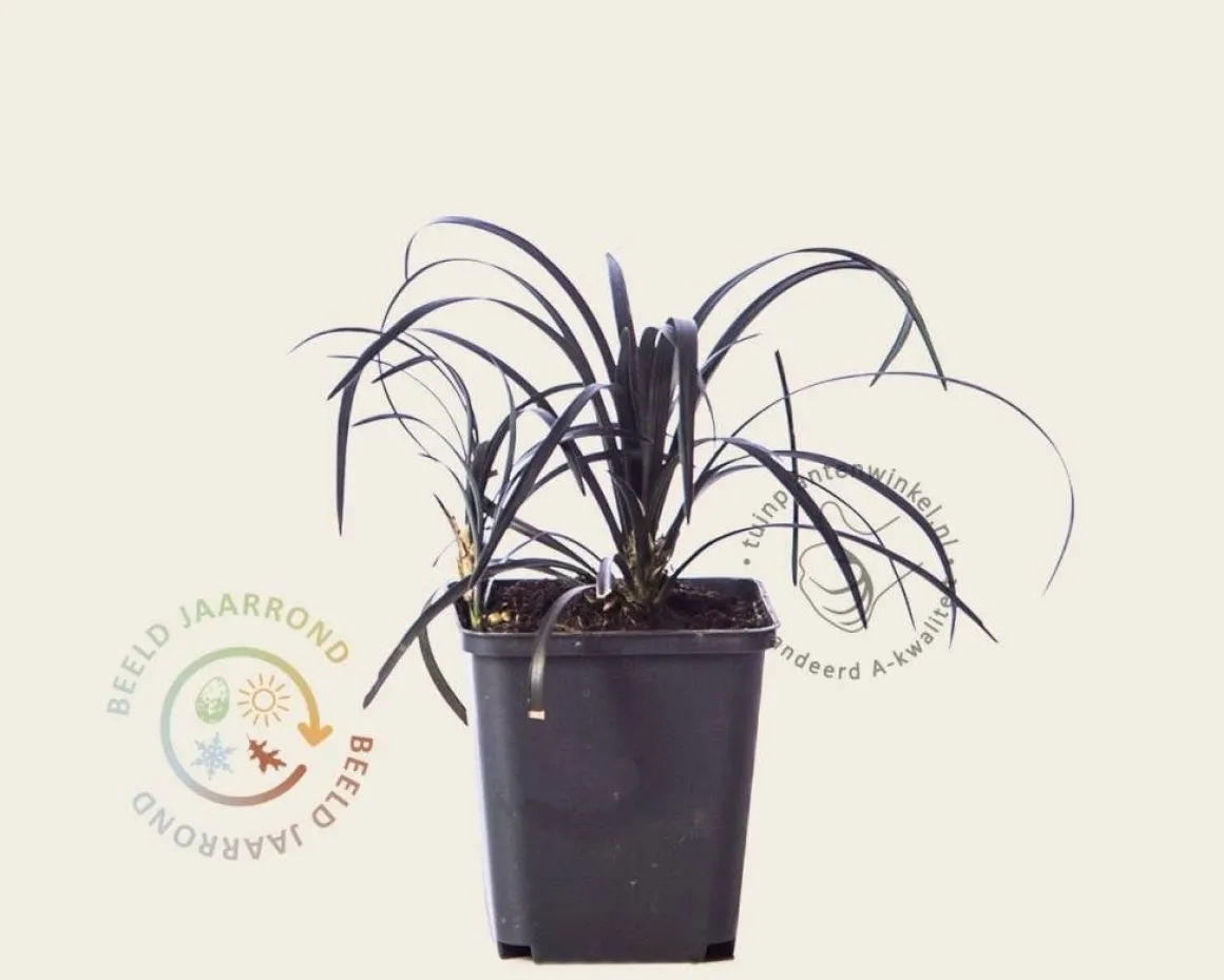 Ophiopogon planiscapus 'Niger'
