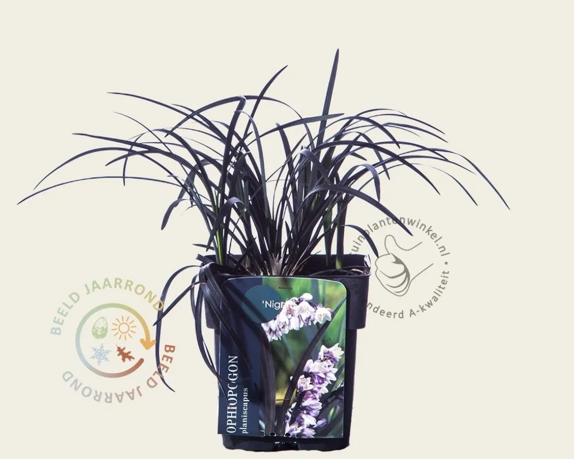 Ophiopogon planiscapus 'Niger'