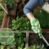 Origanum vulgare 'Compactum' Puur