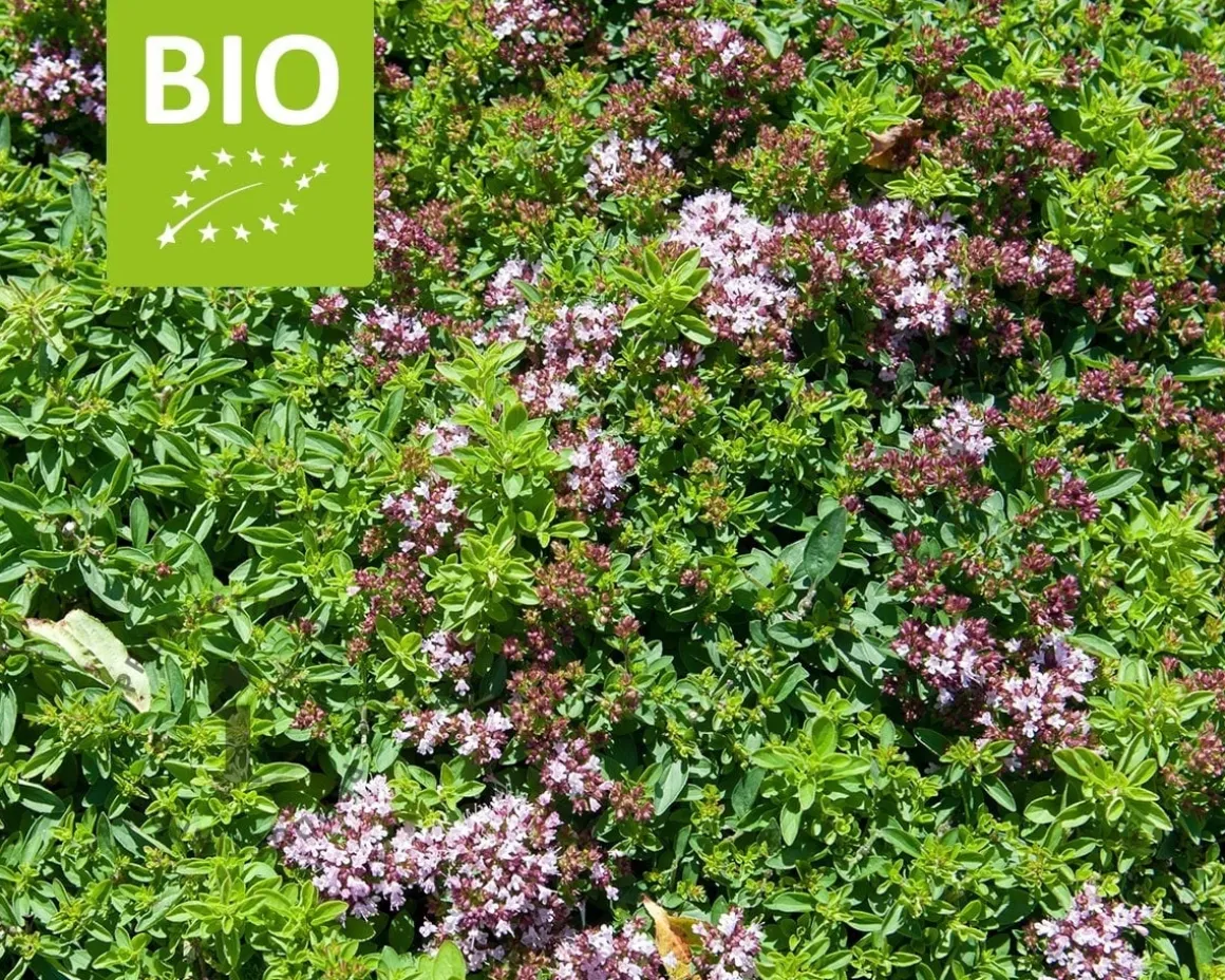 Origanum vulgare 'Compactum' Puur