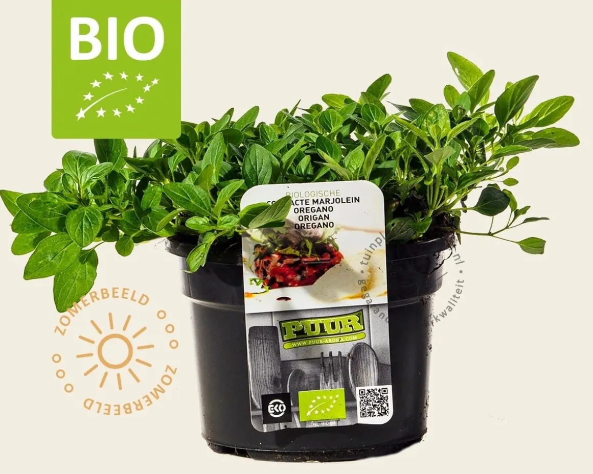 Origanum vulgare 'Compactum' Puur