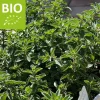 Origanum vulgare hirtum Puur