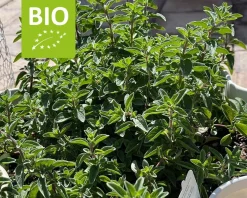 Origanum vulgare hirtum Puur