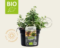 Origanum vulgare hirtum Puur