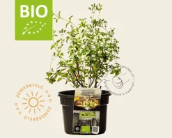 Origanum vulgare Puur
