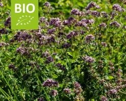 Origanum vulgare Puur