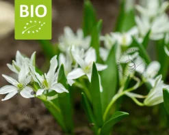 Ornithogalum 'White Trophy' - BIO
