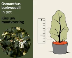 Osmanthus burkwoodii - in pot