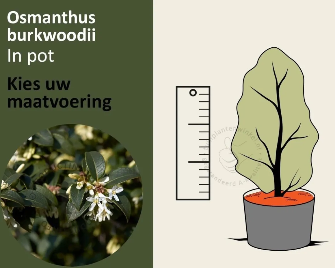 Osmanthus burkwoodii - in pot